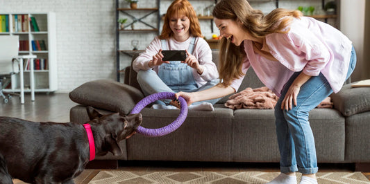 From Treats to Toys: What Every Pet Needs at Different Life Stages